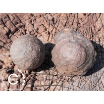 Kraftsteine - MOQUI MARBLES ( Lebende Steine )  3-4 cm